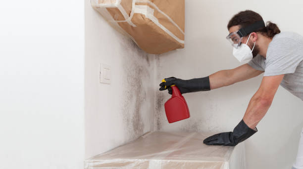 Professional Mold Cleanup technician working in Englewood Cliffs, NJ